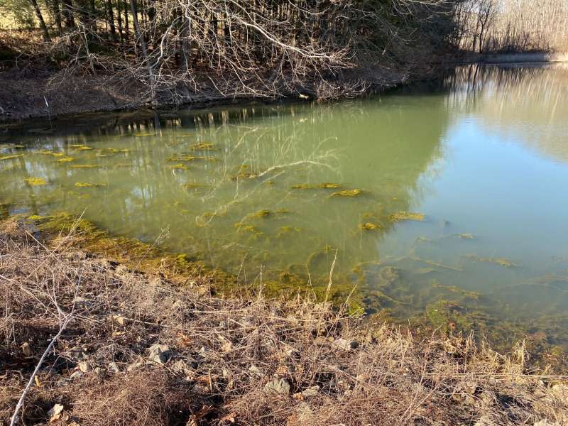 Attached picture Pond in Feb floating algae.jpg